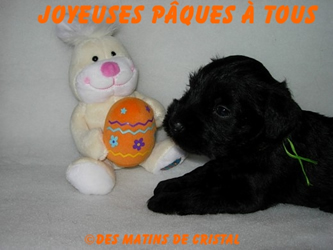 Joyeuseuses Paques, Happy Easter !
